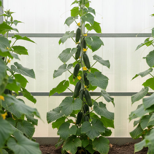 Огурец Кураж F1 купить в Ульяновске