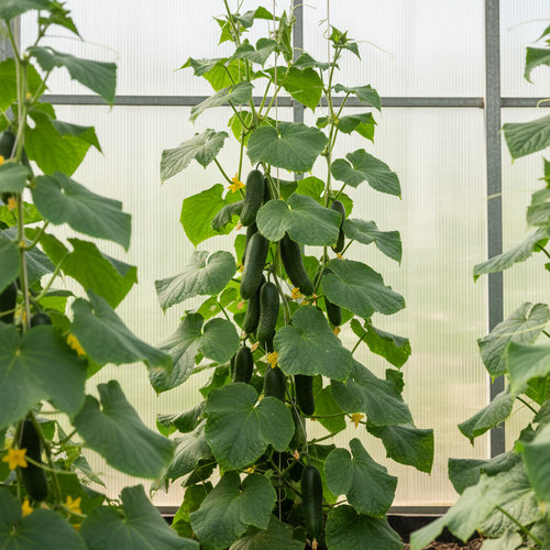 Огурец Меренга F1 купить в Кирове