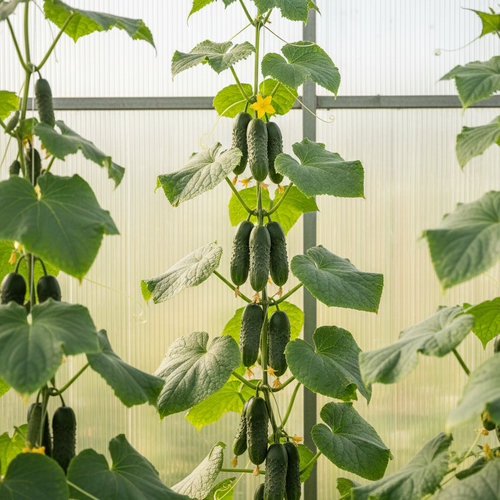 Огурец Мурашка купить