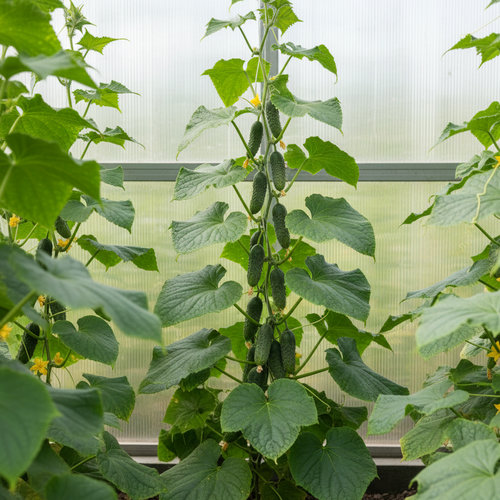 Огурец Муравей F1 купить в Кирове