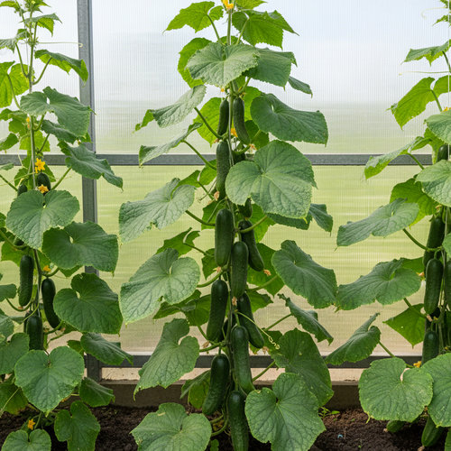 Огурец Родничок F1 купить в Кирове