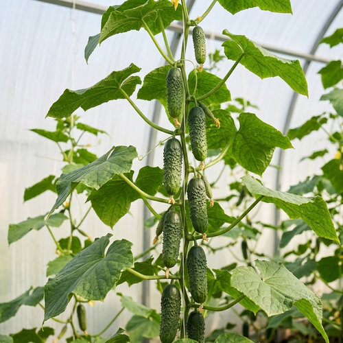 Огурец Внучок F1 купить в Кирове