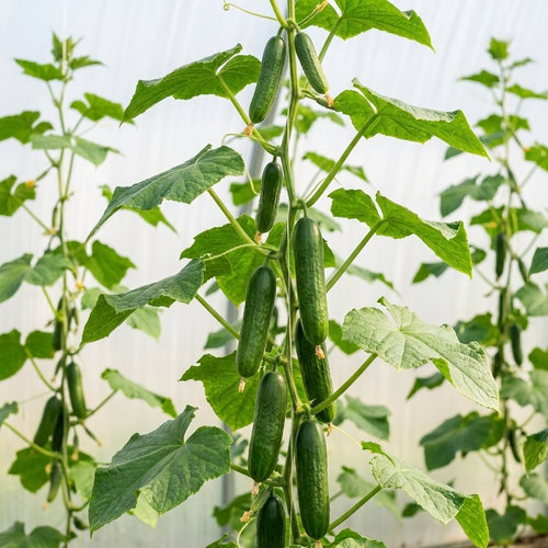 Огурец Вятский F1 купить в Ульяновске