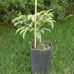 Пион молочноцветковый Сара Бернард купить в Нижнем Новгороде