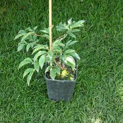 Пион молочноцветковый Сара Бернард купить в Нижнем Новгороде