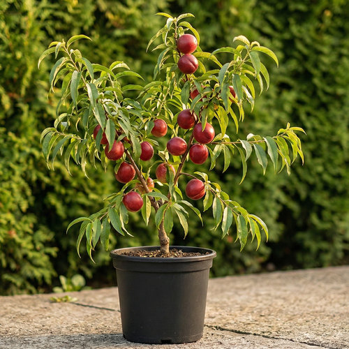 Персик Нектарин Эрли Девил купить во Владимире