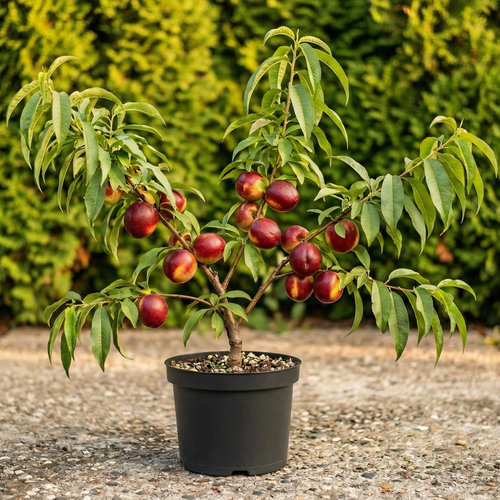 Персик Нектарин Харко купить во Владимире