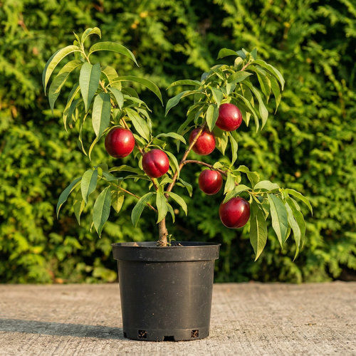 Персик Нектарин Рубиновый купить во Владимире