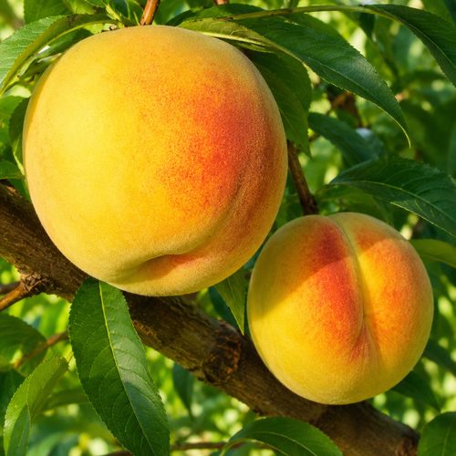 Персик Желторотик купить в Пензе