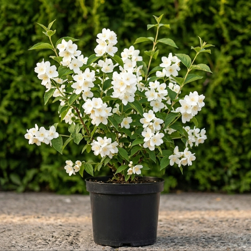 Чубушник венечный Комсомолец купить в Кирове