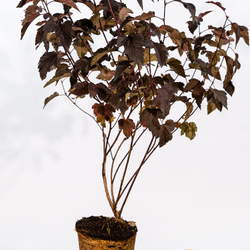 Пузыреплодник калинолистный Андре купить во Владимире