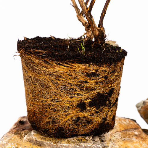 Пузыреплодник калинолистный Андре купить во Владимире