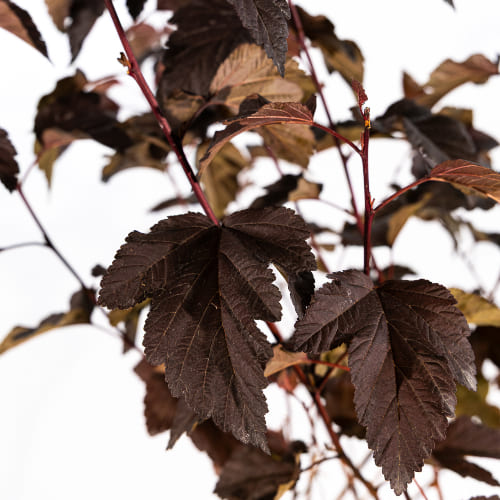 Пузыреплодник калинолистный Андре купить во Владимире