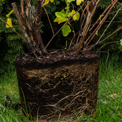 Пузыреплодник калинолистный Ангел Голд купить во Владимире