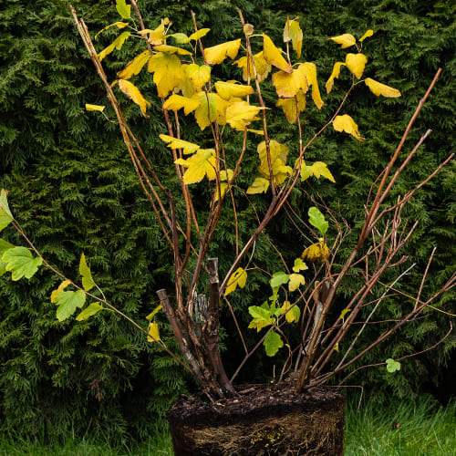 Пузыреплодник калинолистный Ангел Голд купить во Владимире