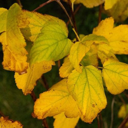 Пузыреплодник калинолистный Ангел Голд купить во Владимире