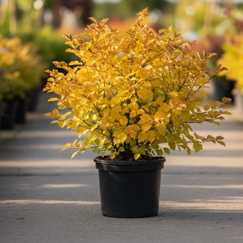 Пузыреплодник калинолистный Энни'c Голд купить во Владимире