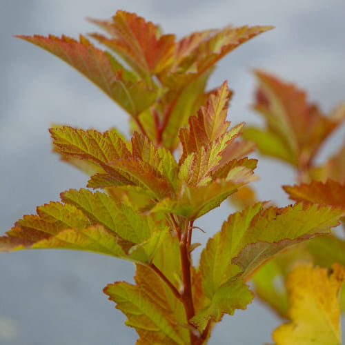 Пузыреплодник калинолистный Энни'c Голд купить во Владимире