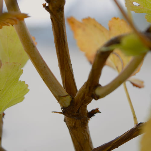Пузыреплодник калинолистный Энни'c Голд купить во Владимире