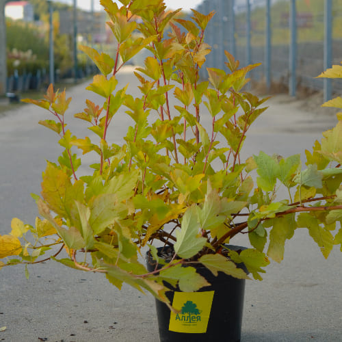 Пузыреплодник калинолистный Энни'c Голд купить во Владимире