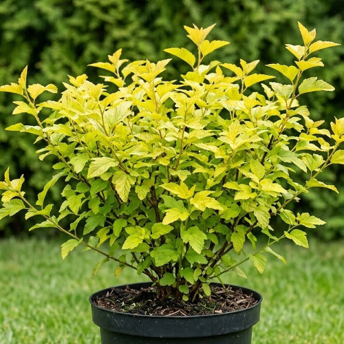 Пузыреплодник калинолистный Голден Наггет купить во Владимире