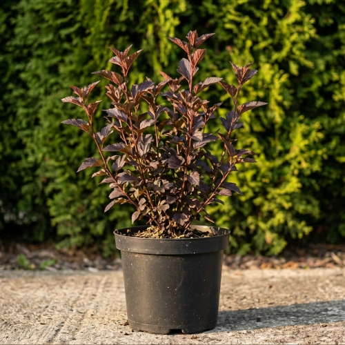 Пузыреплодник калинолистный Литл Дэвил купить во Владимире