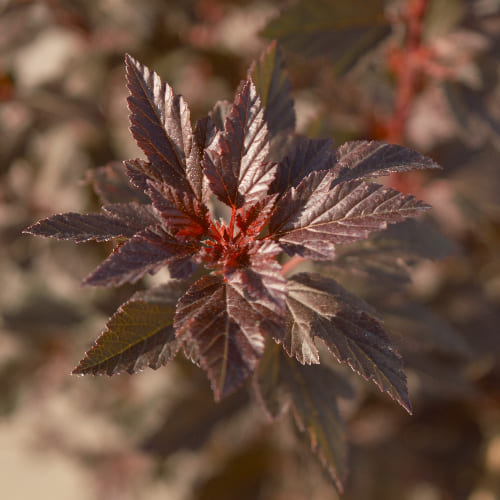 Пузыреплодник калинолистный Литл Джокер купить во Владимире