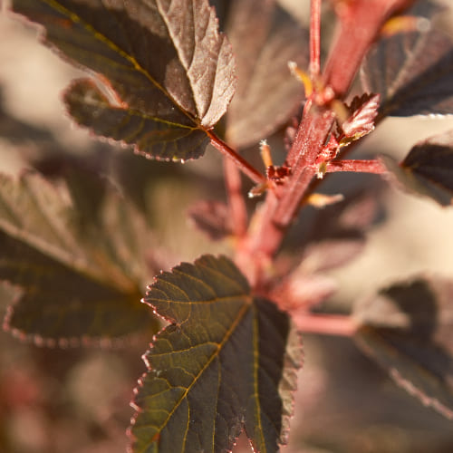 Пузыреплодник калинолистный Литл Джокер купить во Владимире
