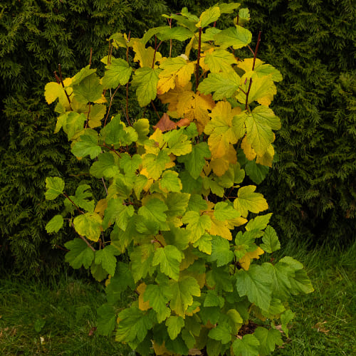 Пузыреплодник калинолистный Лютеус (живая изгородь) купить во Владимире