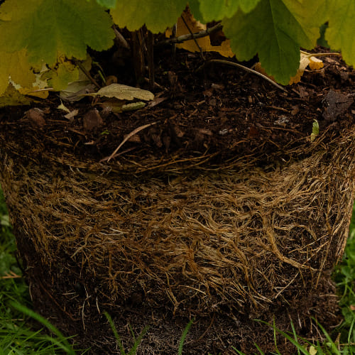 Пузыреплодник калинолистный Лютеус (живая изгородь) купить во Владимире