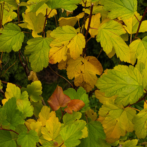 Пузыреплодник калинолистный Лютеус (живая изгородь) купить во Владимире