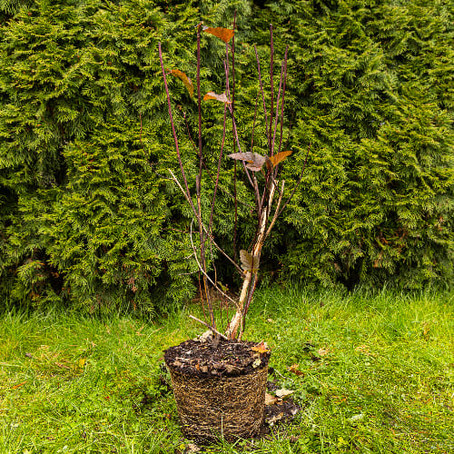 Пузыреплодник калинолистный Ред барон купить во Владимире