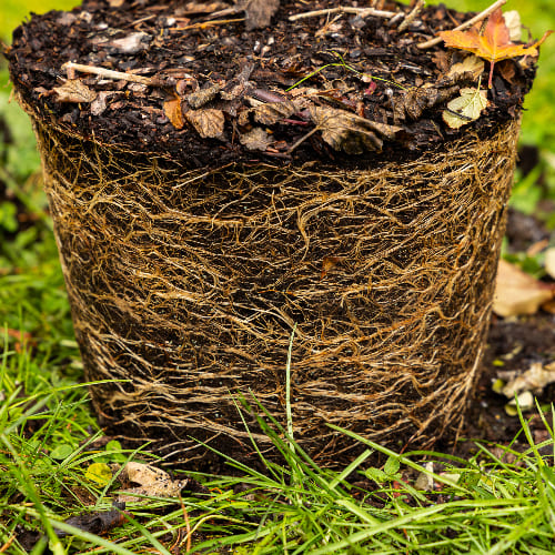 Пузыреплодник калинолистный Ред барон купить во Владимире