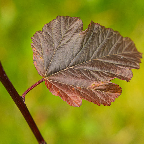 Пузыреплодник калинолистный Ред барон купить во Владимире