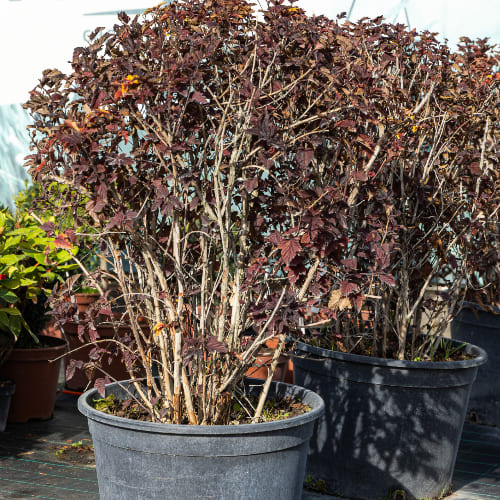 Пузыреплодник калинолистный Ред барон купить во Владимире