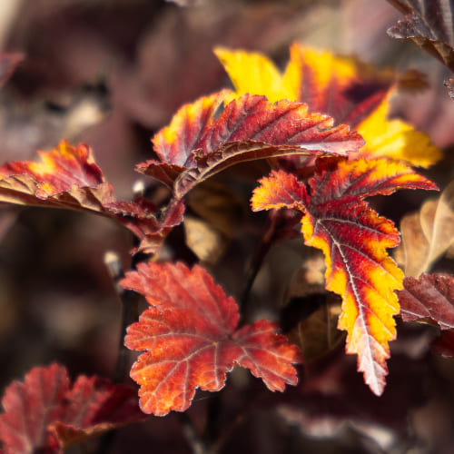 Пузыреплодник калинолистный Ред барон купить во Владимире