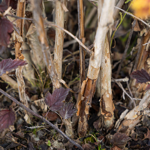 Пузыреплодник калинолистный Ред барон купить во Владимире