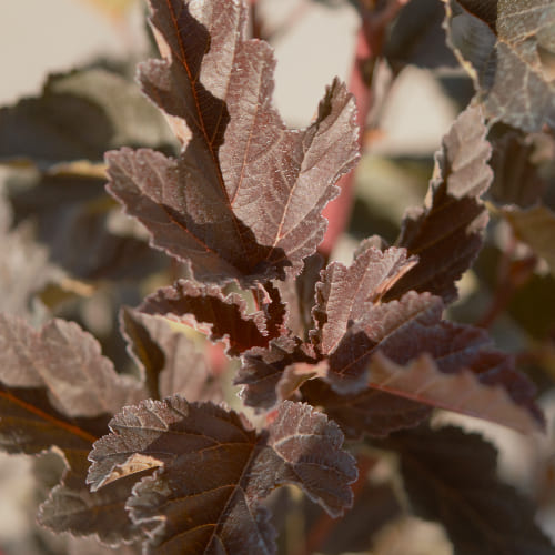 Пузыреплодник калинолистный Ред барон купить во Владимире