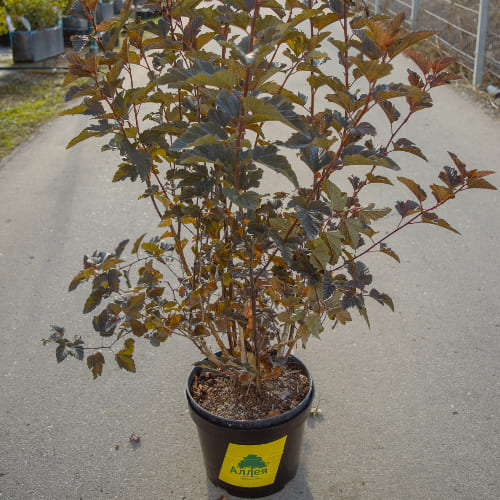 Пузыреплодник калинолистный Ред барон купить во Владимире