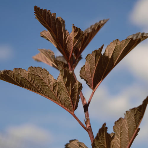 Пузыреплодник калинолистный Ред барон купить во Владимире