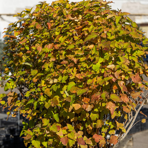 Пузыреплодник калинолистный Датс Голд купить во Владимире