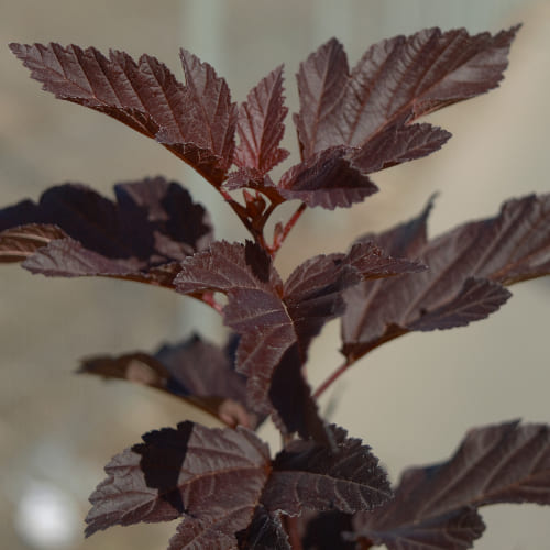 Пузыреплодник калинолистный Диабло Д'ор купить в Нижнем Новгороде