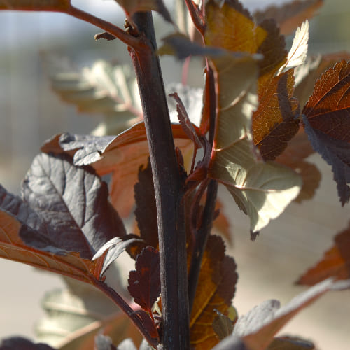 Пузыреплодник калинолистный Диабло Д'ор купить в Нижнем Новгороде