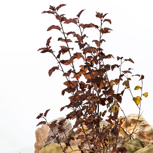 Пузыреплодник калинолистный Диаболо купить во Владимире