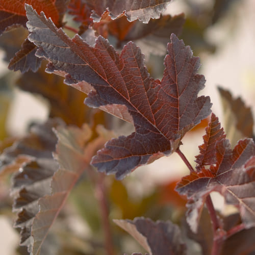 Пузыреплодник калинолистный Диаболо купить во Владимире