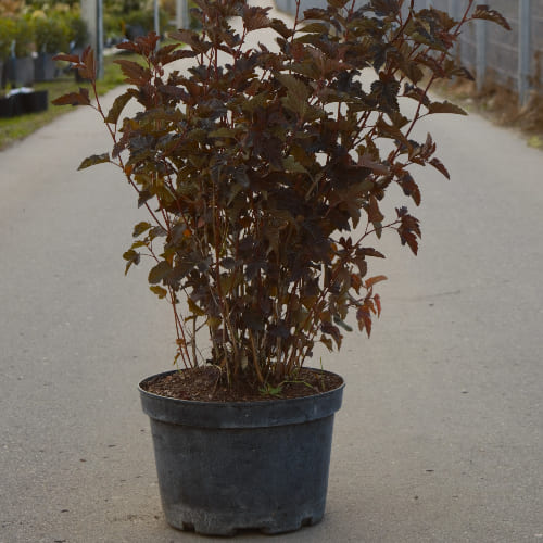 Пузыреплодник калинолистный Диаболо купить во Владимире