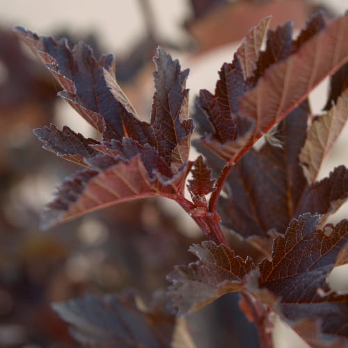Пузыреплодник калинолистный Диаболо купить во Владимире