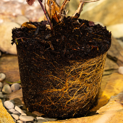 Пузыреплодник калинолистный Диаболо купить во Владимире