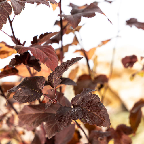 Пузыреплодник калинолистный Диаболо купить во Владимире