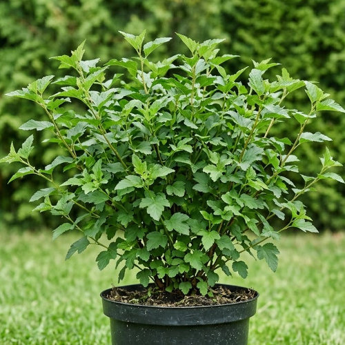 Пузыреплодник калинолистный Литл Грин купить во Владимире